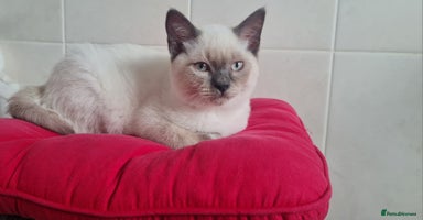 British Shorthair cats - Advert 10
