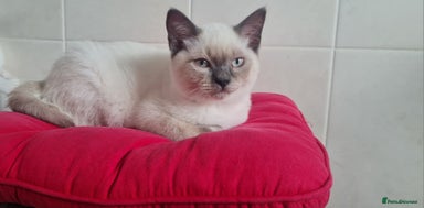 British Shorthair cats - Advert 9