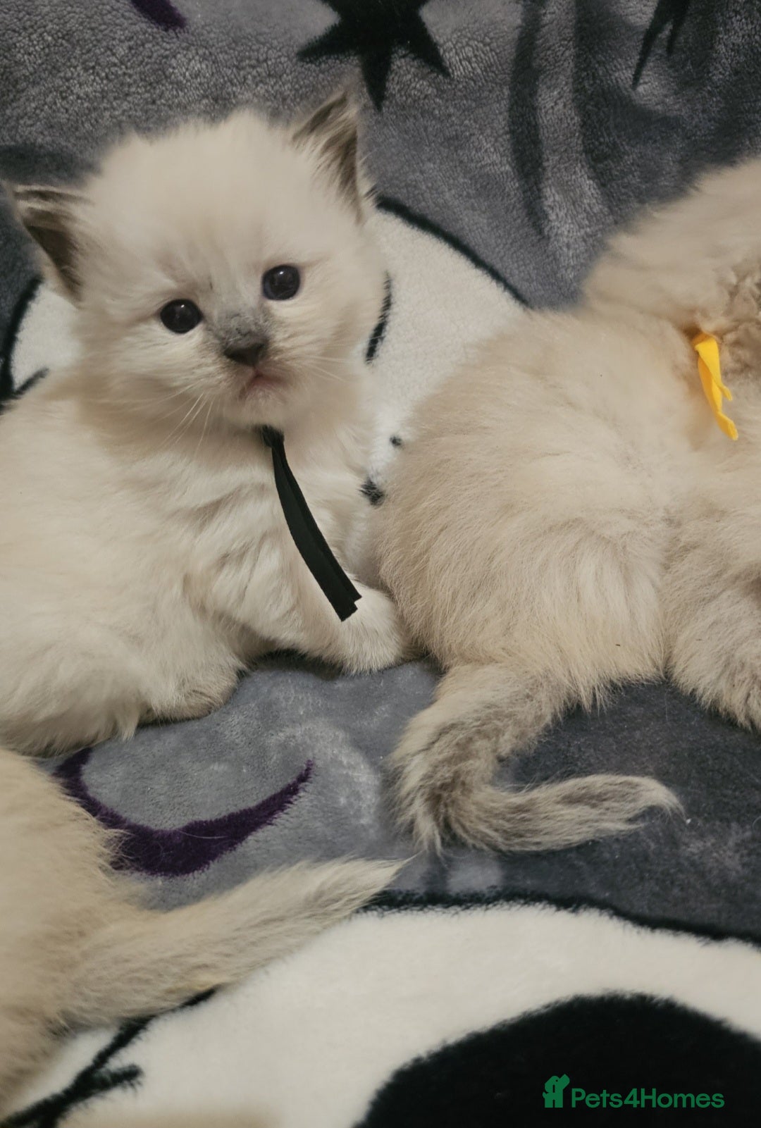 Ragdoll cats for sale: 5 Beautiful Ragdoll kittens for sale 💞 - Advert 11