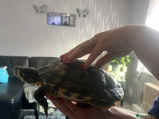 Turtle reptiles - Advert 2