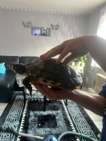 Turtle reptiles - Advert 1