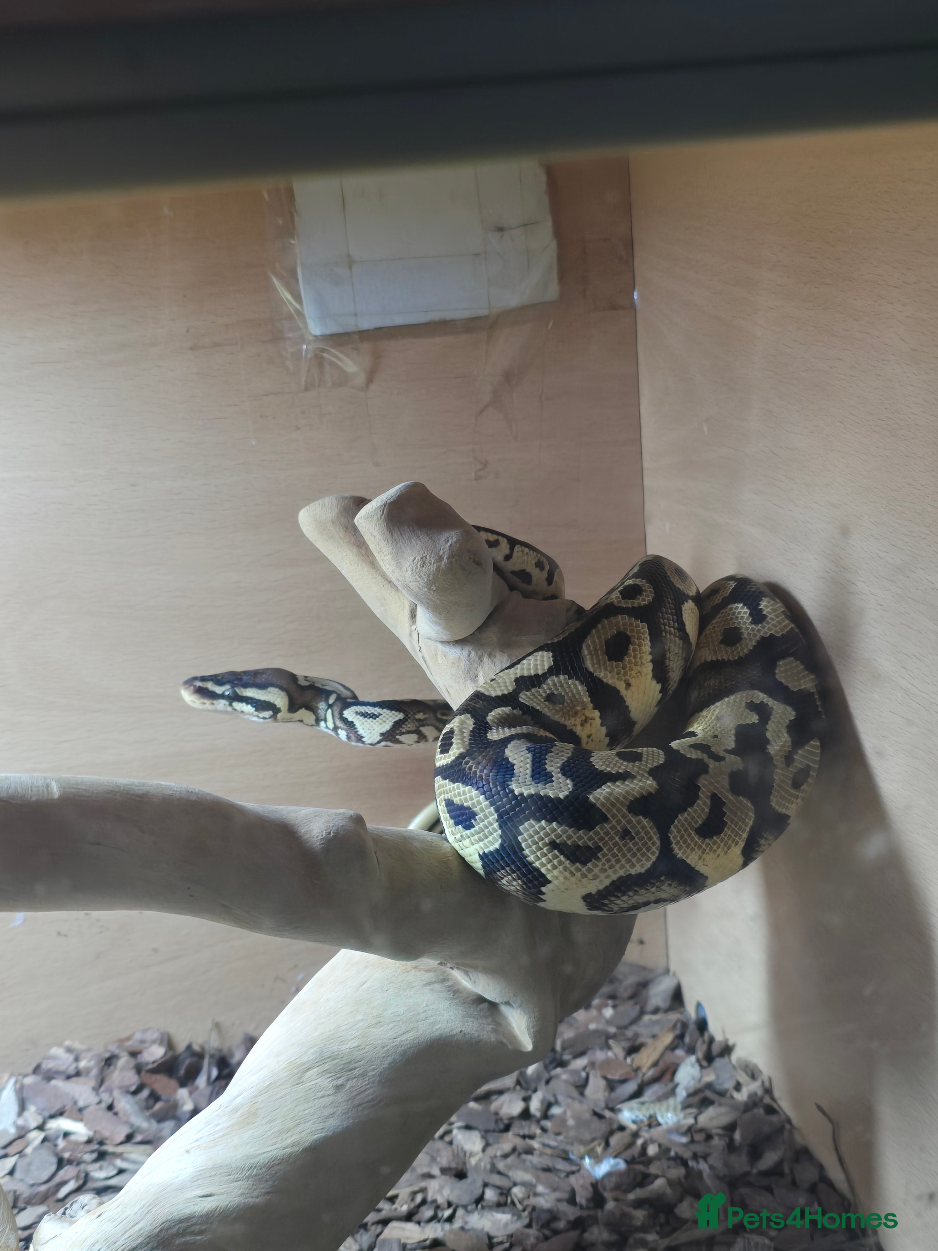 Python Snake reptiles Female Ball python - Advert 1