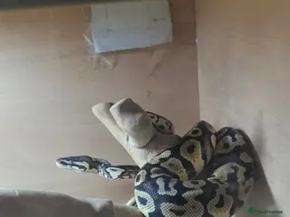 Python Snake reptiles Female Ball python - Advert 12