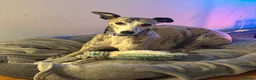 Whippet dogs for sale: Whippet – 4 Years Old  - Advert 2
