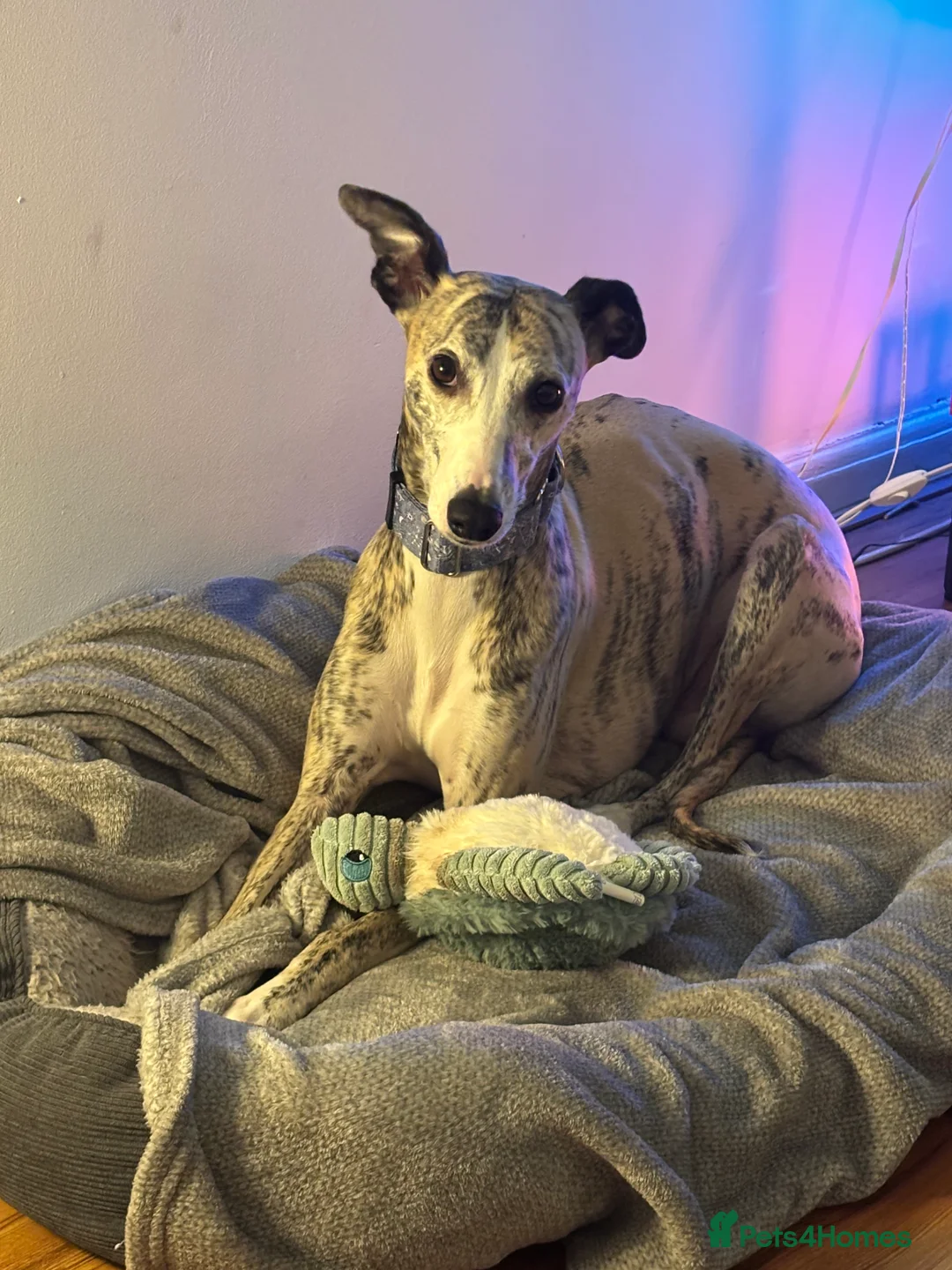 Whippet dogs for sale: Whippet – 4 Years Old  - Advert 2