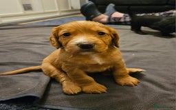 Cocker Spaniel dogs for sale: Working Cocker Spaniel Puppies  - Image 1