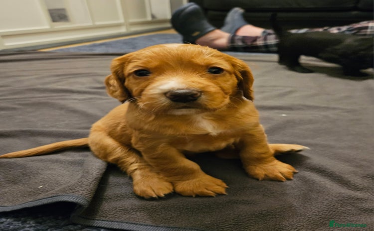 Cocker Spaniel dogs - Advert 4