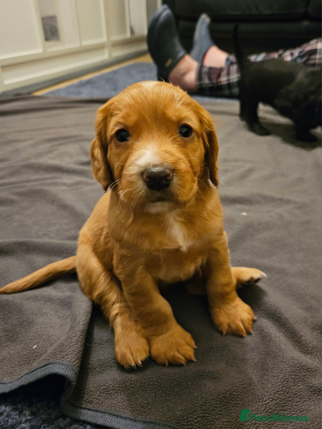 Cocker Spaniel dogs for sale: Working Cocker Spaniel Puppies  - Image 1