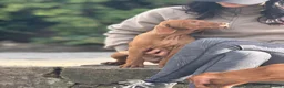Hungarian Vizsla dogs for sale: Hungarian Vizsla Puppies – Rich Geltwood Heritage - Advert 5