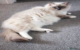 Ragdoll cats for sale: ASAP Active Ragdoll Queen TICA Rehoming💔 - Image 2
