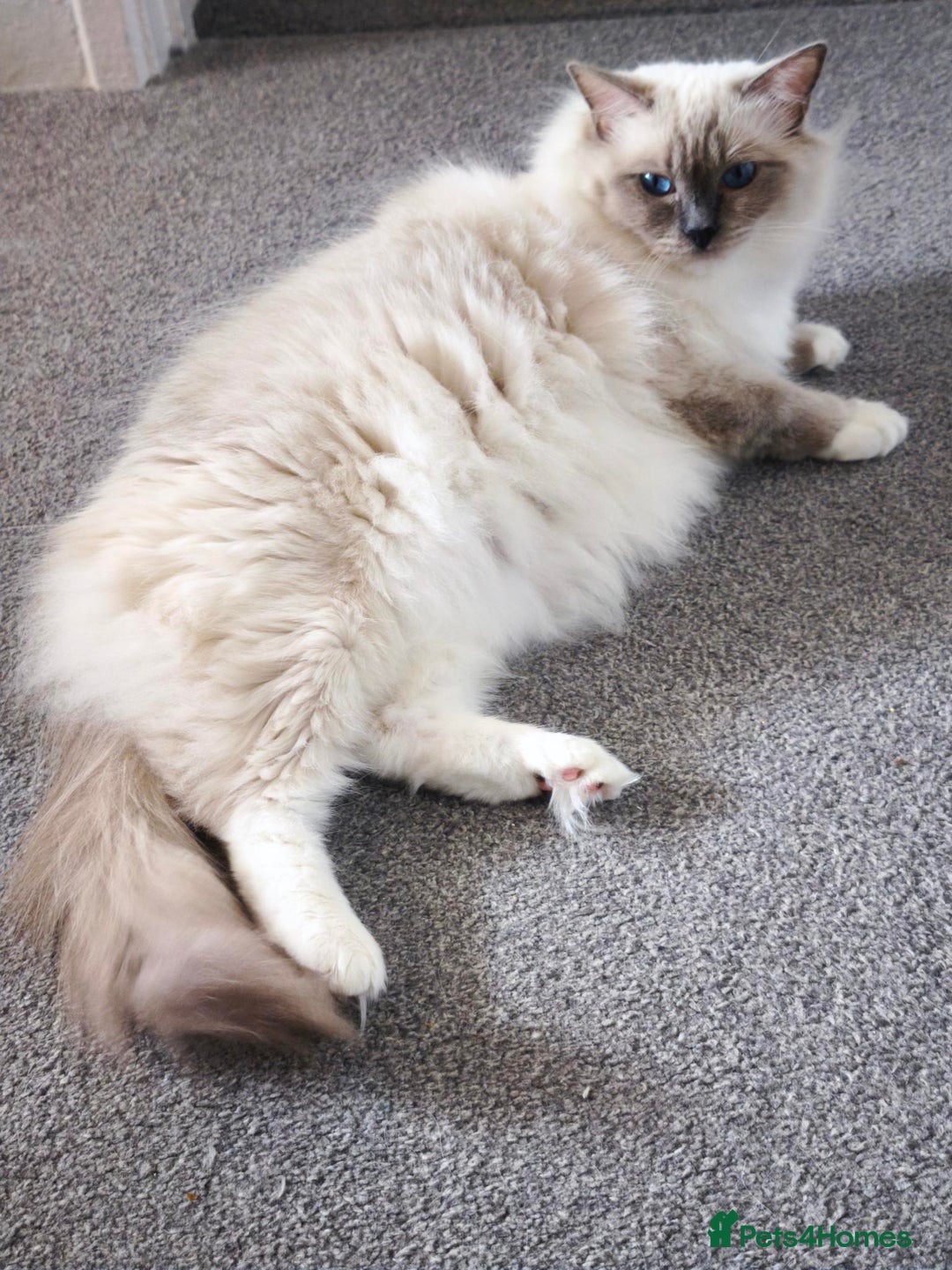 Ragdoll cats for sale: ASAP Active Ragdoll Queen TICA Rehoming💔 - Image 2