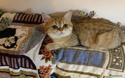 British Shorthair cats for sale: Beloved Simba needs a new home  - Image 9