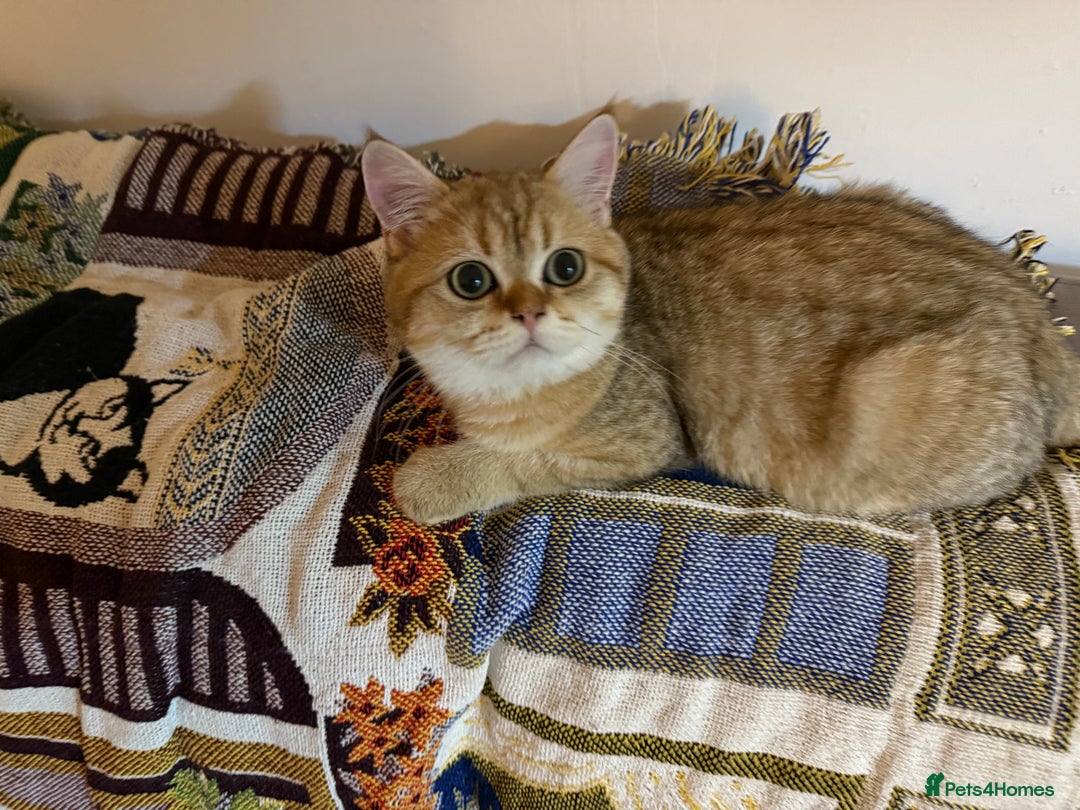 British Shorthair cats for sale: Beloved Simba needs a new home  - Image 9