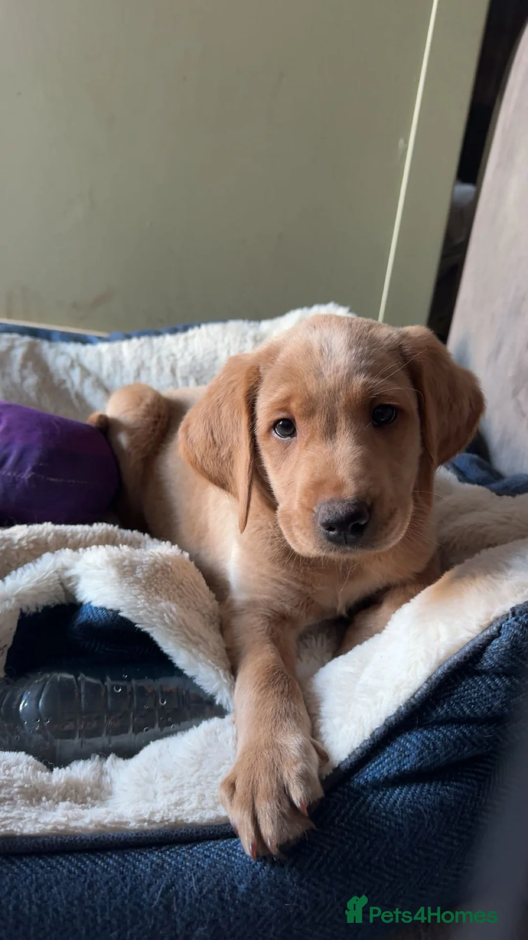Labradoodle dogs for sale: 1 beautiful labradoodle puppy wanting a home♥️ - Advert 1