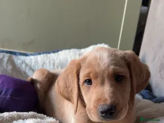 Labradoodle dogs 7 beautiful labradoodle puppies wanting a home - Advert 2