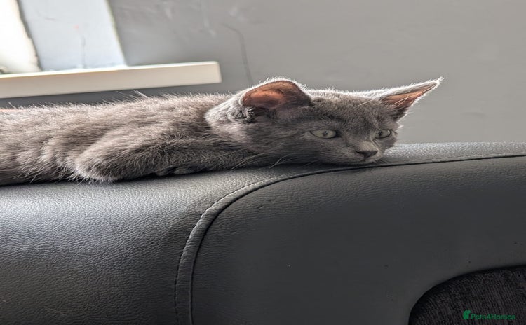 British Shorthair cats - Advert 8