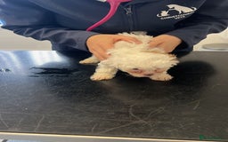 Maltese dogs for sale: Maltes - Image 14