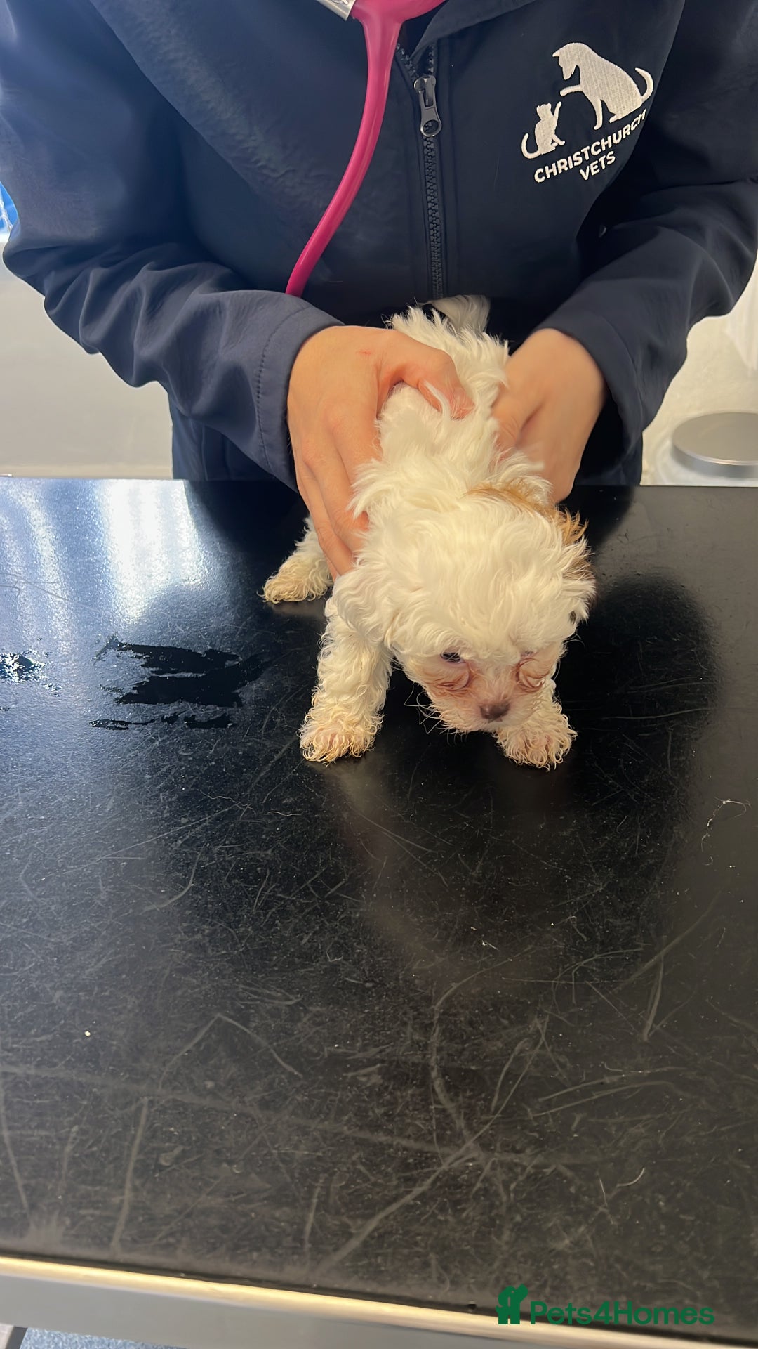 Maltese dogs for sale: Maltes - Image 14