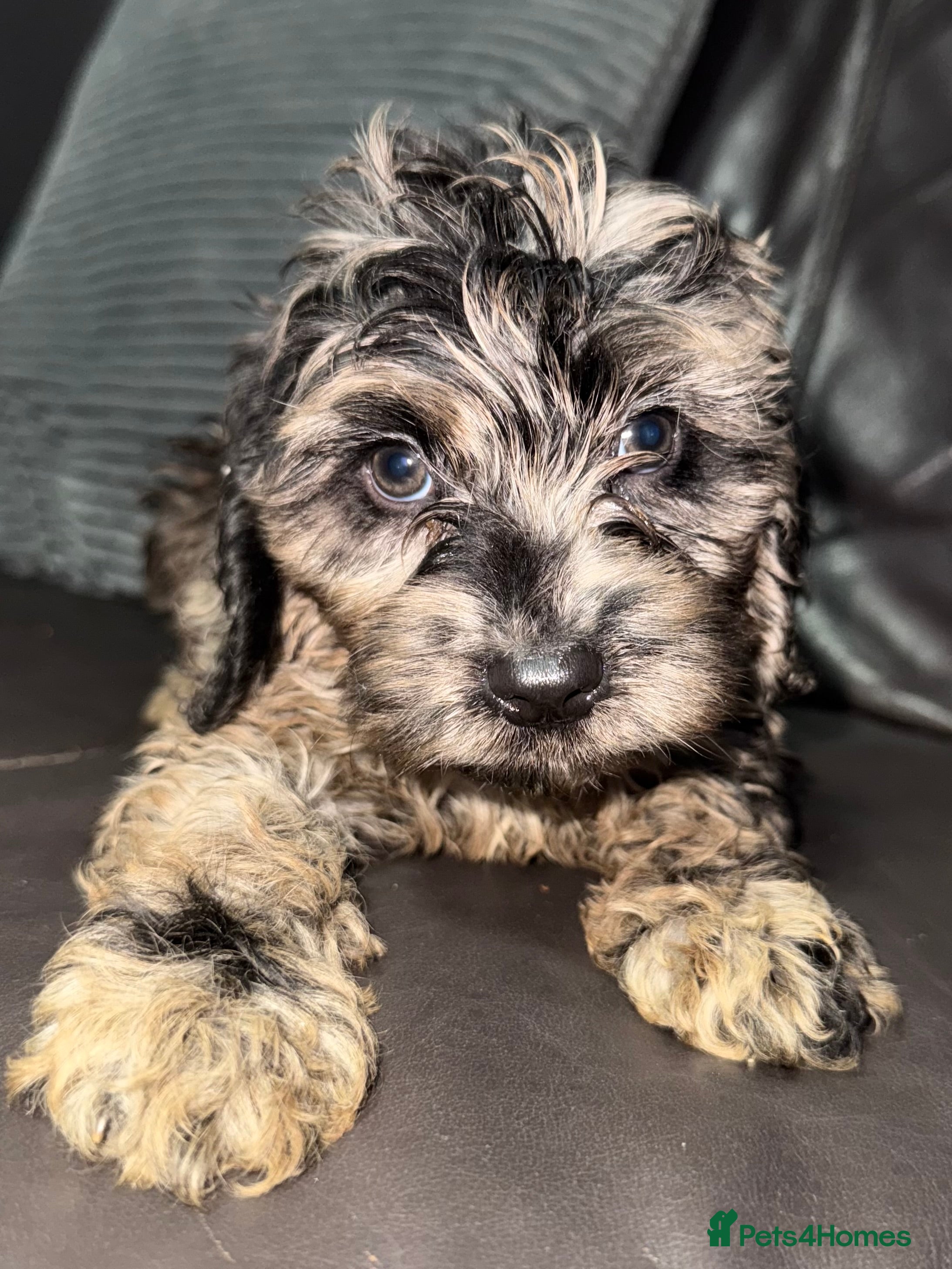 Cockapoo dogs Beautiful  merle cockapoos  - Advert 4