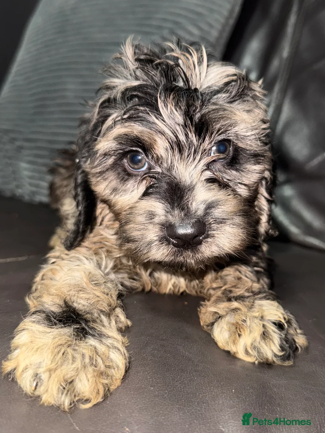 Cockapoo dogs for sale: Beautiful  merle cockapoos  - Advert 1