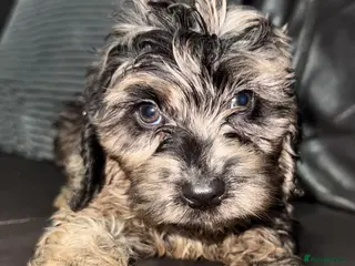 Cockapoo dogs for sale: Beautiful merle cockapoos - Advert 1