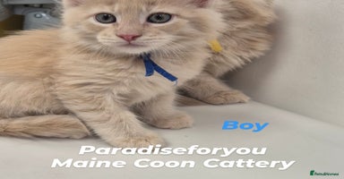 Maine Coon cats - Advert 9