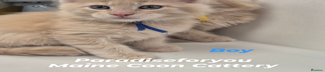 Maine Coon Kitten 1