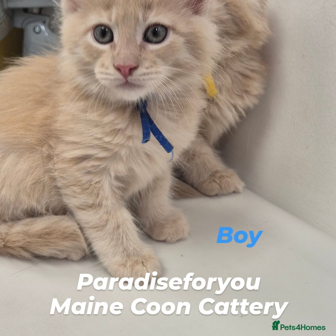 Maine Coon cats for sale: Maine Coon kittens Glasgow  - Image 2