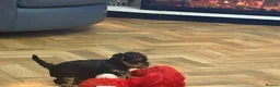 Yorkshire Terrier dogs for sale: Yorkshire Terrier puppy - Advert 6
