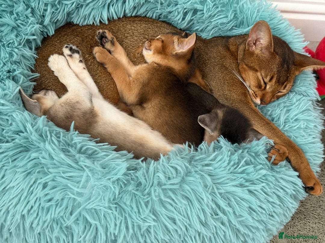 Abyssinian cats for sale: TICA reg Abyssinian sweet kittens rare colours  - Image 24