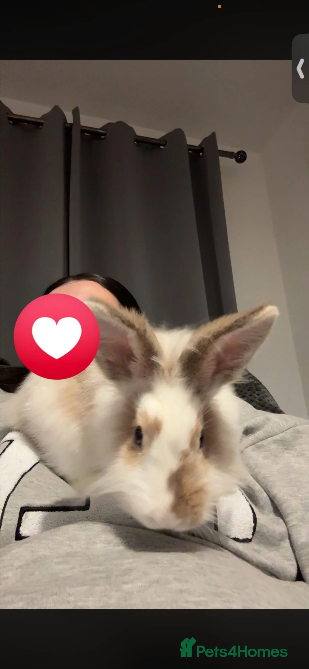 Lionhead rabbits for sale: Lion head rabbit  in Derby - Advert 1