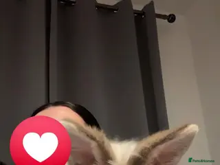 Lionhead rabbits Lion head rabbit - Advert 1