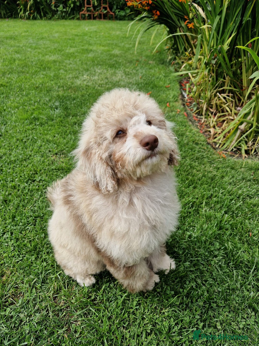 Cockapoo dogs for sale: Cockerpoo girl 11weeks old  - Image 21