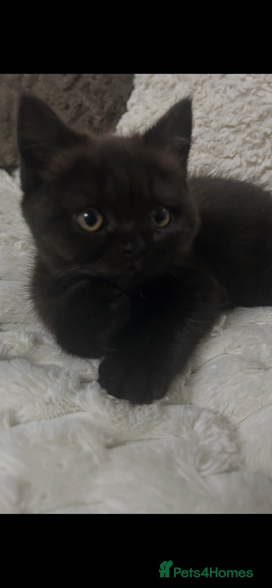 Mixed Breed cats Beautiful British shorthair/persian kittens - Advert 8