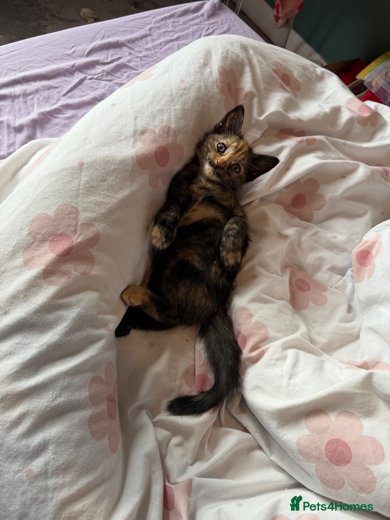 Mixed Breed cats Female kitten ready for a home - Advert 1