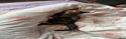 Mixed Breed cats for sale: Female kitten ready for a home - Advert 1