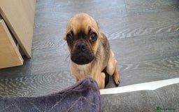 Mixed Breed dogs for sale: Chihuahua cross Frenchie - Image 5