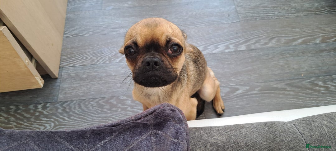 Mixed Breed dogs for sale: Chihuahua cross Frenchie - Image 5