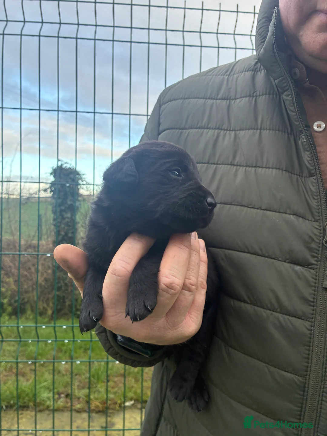 Labrador Retriever dogs for sale: Five Star Council Registered Breeder  Litter - Advert 6