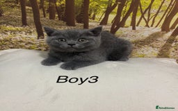 British Shorthair cats for sale: British shorthair kittens  - Image 3