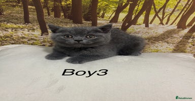 British Shorthair cats - Advert 11