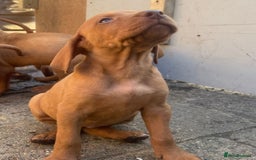 Hungarian Vizsla dogs for sale: Stunning litter of puppies  - Image 2