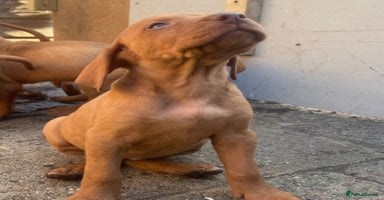 Hungarian Vizsla dogs - Advert 2