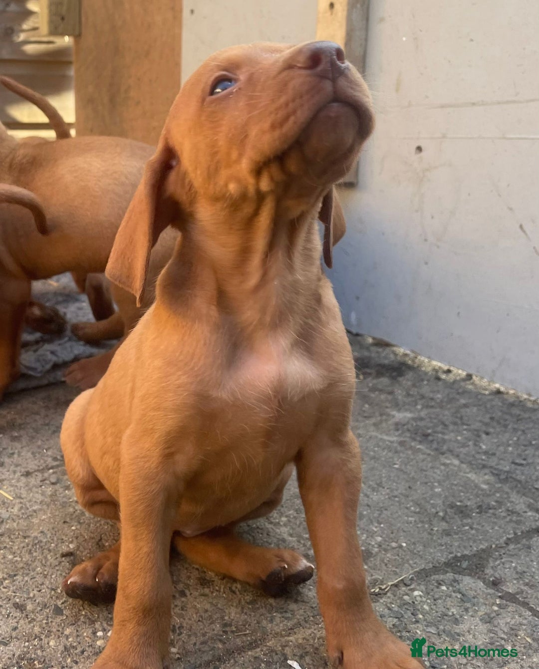 Hungarian Vizsla dogs for sale: Stunning litter of puppies  - Image 2