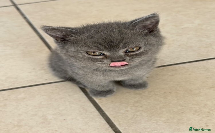 British Shorthair cats - Advert 15
