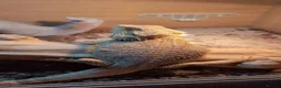 Bearded Dragon reptiles for sale: Bearded dragon male  - Advert 1
