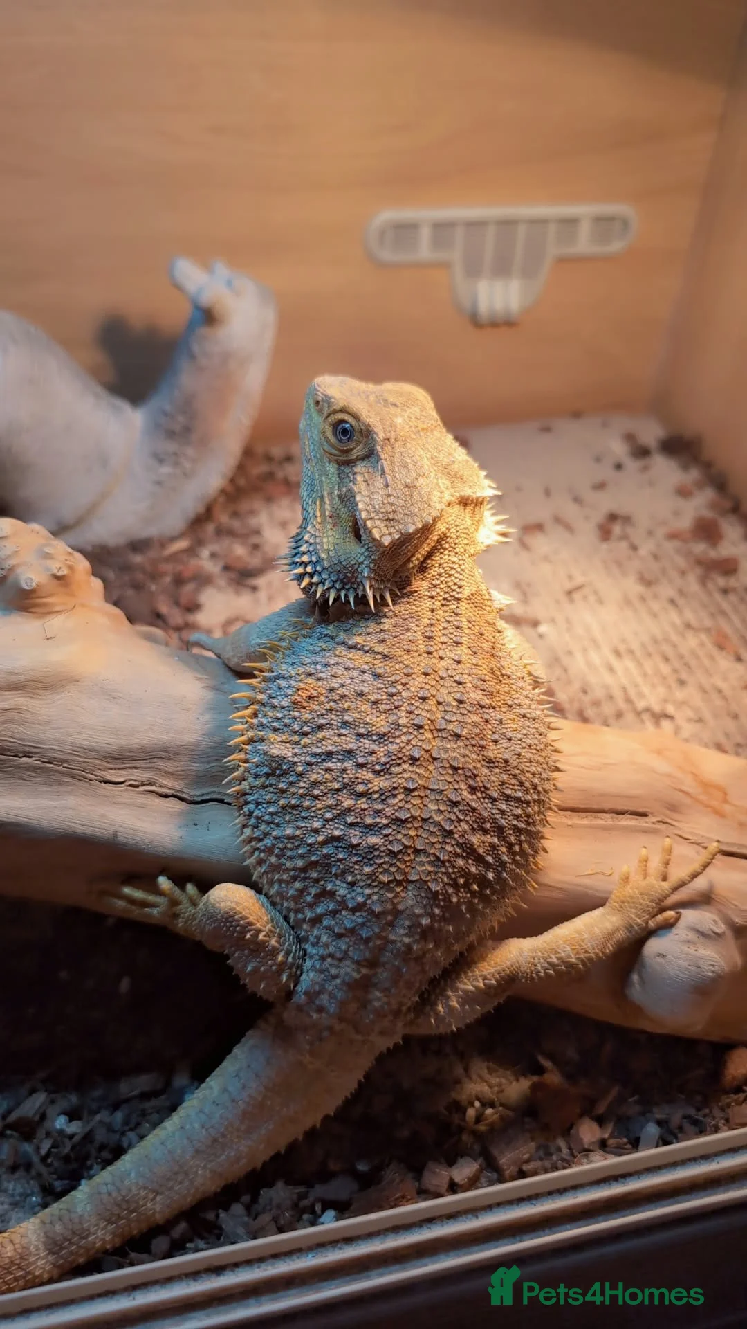 Bearded Dragon reptiles for sale: Bearded dragon male  - Advert 1