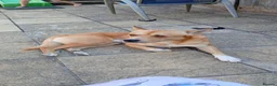 Mixed Breed dogs for sale: Dog breed is a Dingo - Advert 3