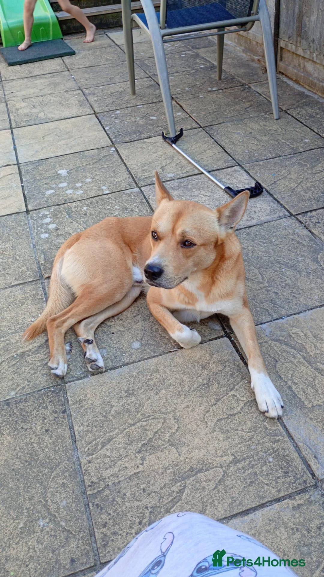 Mixed Breed dogs for sale: Dog breed is a Dingo - Advert 3