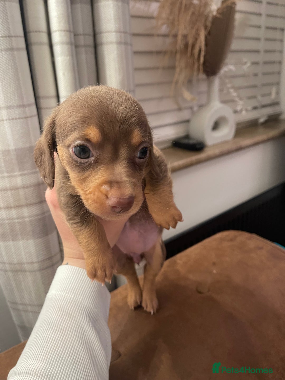 Mixed Breed dogs for sale: Dachshunds for sale  - Image 3